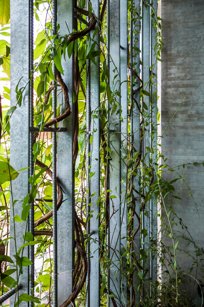 Sân thượng được bao phủ bởi lớp cây xanh thành không gian hiếm thấy ở nhà 5 tầng giữa khu vực phố xá đông đúc. Nguồn ảnh: Hiroyuki Oki.