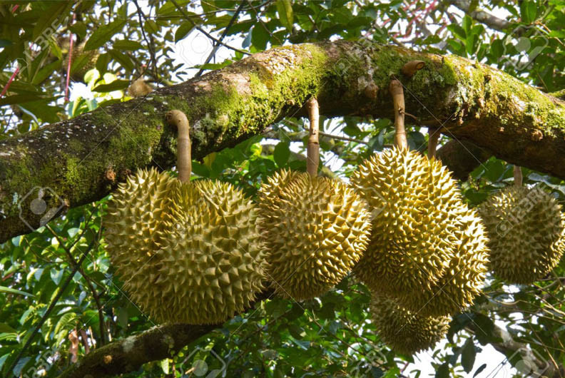 Quả sầu riêng được nhiều người ở Đông Nam Á xem như "vua của các loại trái cây". Đây cũng là loại cây trồng nhiều ở Việt Nam. Ảnh: Internet.