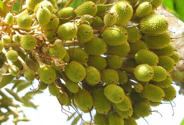 Nhờ cho năng suất cao mà nhiều hộ trồng sầu riêng ở Việt Nam thu vài trăm triệu đồng/năm. Ảnh: Chongiong.