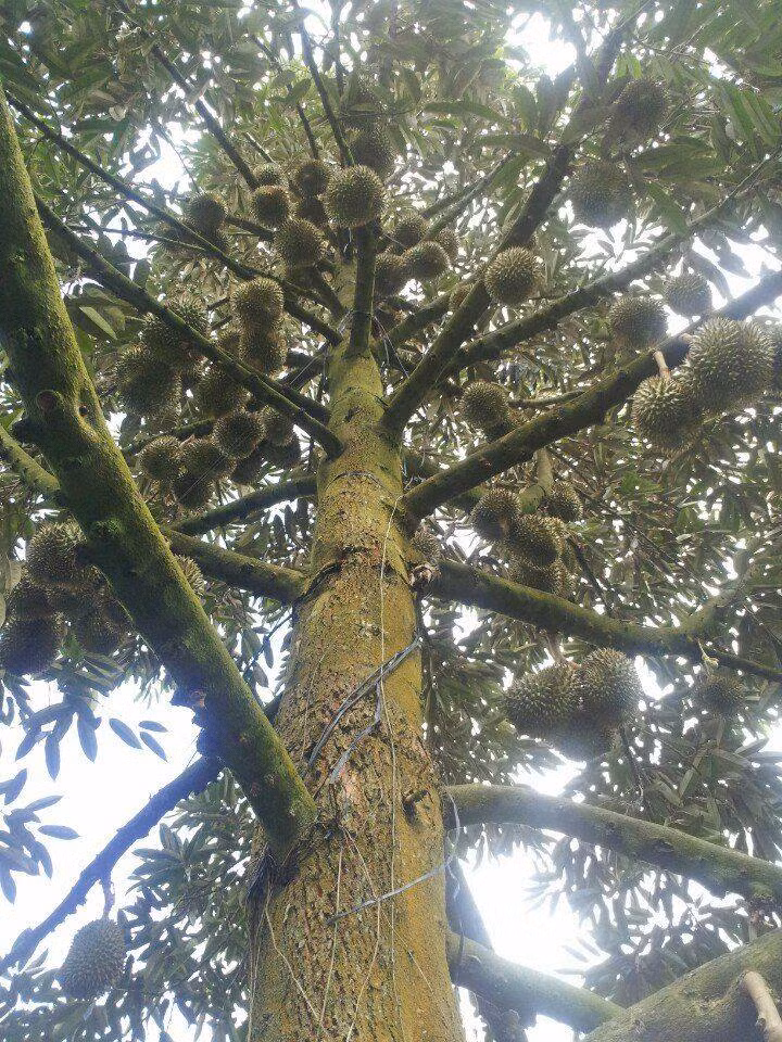 Nhìn từ dưới lên, những chùm sầu riêng chi chít quả khiến bạn hoa mắt. Ảnh: FB Daikynguyen.