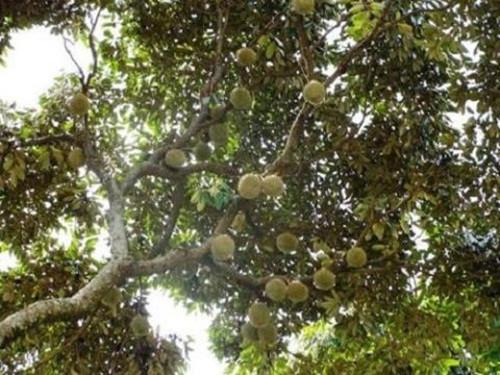 Sai quả cộng với được giá, không ít chủ vườn trở thành tỷ phú từ việc trồng sầu riêng. Ảnh: OneApps.