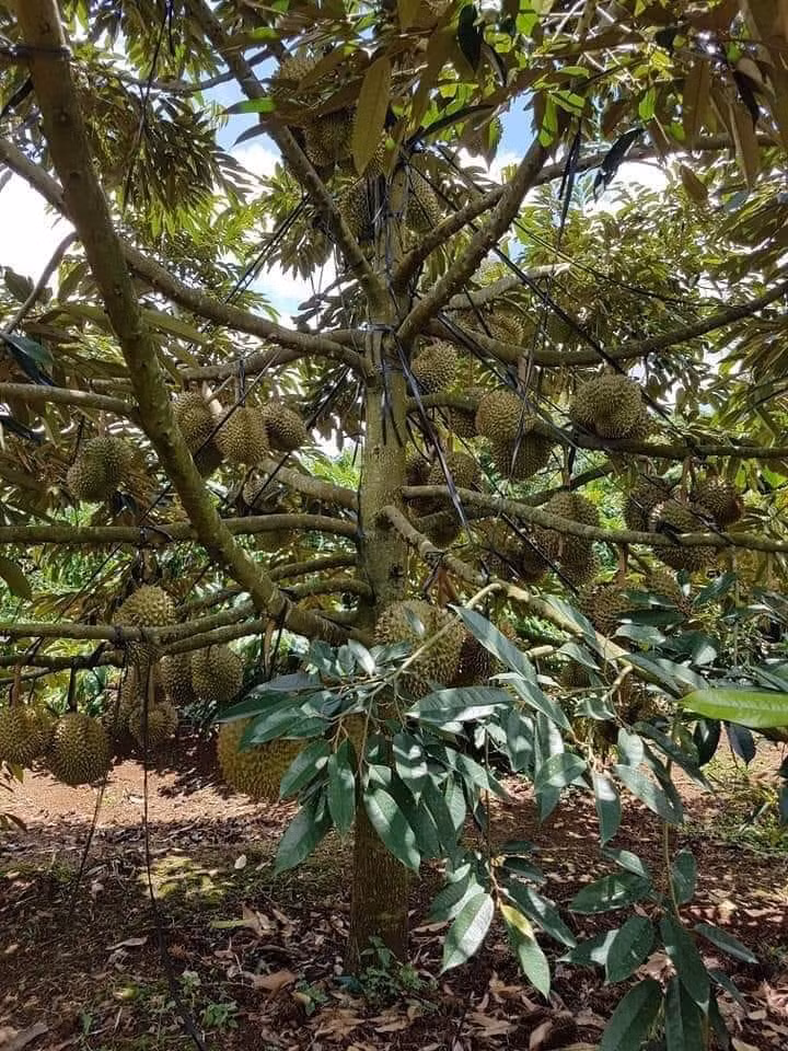 Trên mạng xã hội, xuất hiện nhiều bức ảnh về cây sầu riêng chi chít quả khiến ai nhin cũng thích thú. Ảnh: FB Hoa Tran.