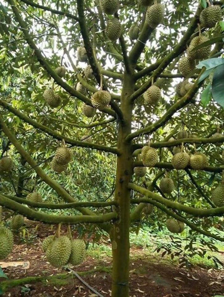 Số quả nhiều quá khiến người trồng không thể đếm xuể. Ảnh: FB Bau Nguyen.