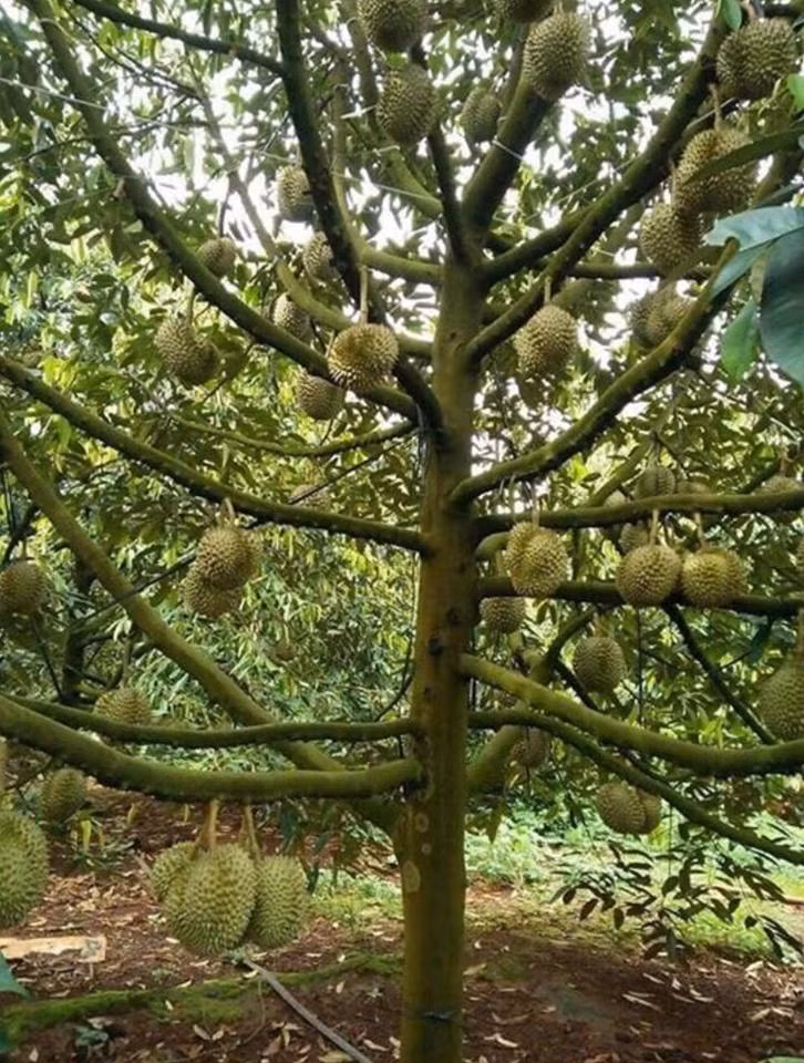 Số quả nhiều quá khiến người trồng không thể đếm xuể. Ảnh: FB Bau Nguyen.