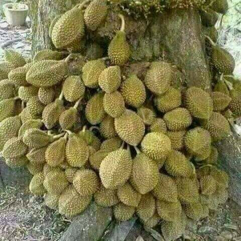 Theo người trồng, giống, tuổi cây và điều kiện chăm sóc là những yếu tố quyết định khả năng cho trái của sầu riêng. Ảnh: FB Thien Pham.