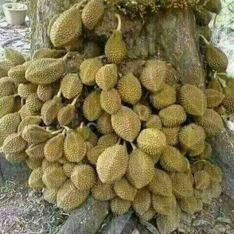 Theo người trồng, giống, tuổi cây và điều kiện chăm sóc là những yếu tố quyết định khả năng cho trái của sầu riêng. Ảnh: FB Thien Pham.