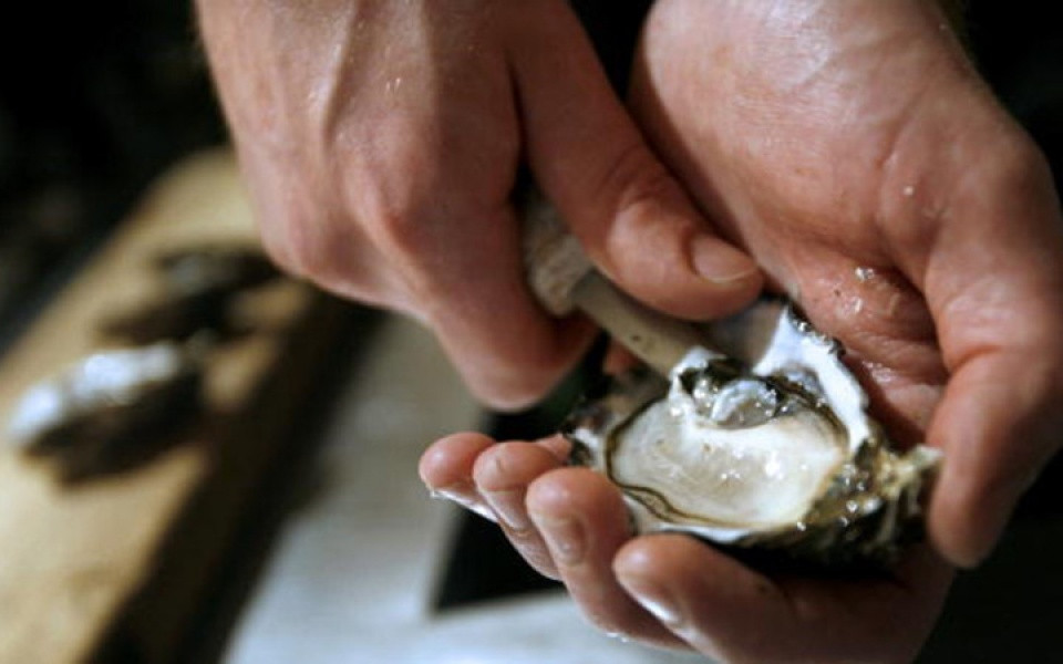 Hàu hoàng đế (Coffin Bay king oyster) ở Australia có kích thước khủng nhất thế giới, dài 18cm và có thể nặng tới 1kg. Ảnh: Insider Monkey