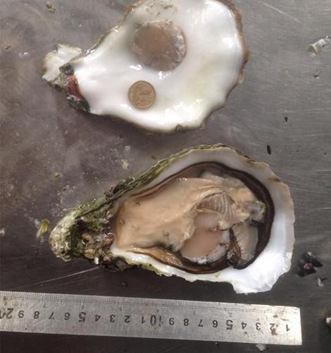 Tại Úc, giá của mỗi chú hàu này lên đến 100 USD (2,3 triệu đồng). Ảnh: Insider Monkey