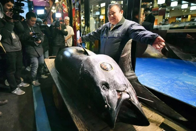 Trong số các loại hải sản đắt nhất thế giới không thể bỏ qua cá ngừ vây xanh. Trong phiên đấu giá ở thành phố Tokyo đầu năm nay, con cá ngừ nặng 278 kg được bán ra với giá 3,1 triệu USD (hơn 71 tỷ đồng). Ảnh: Ctvnews.