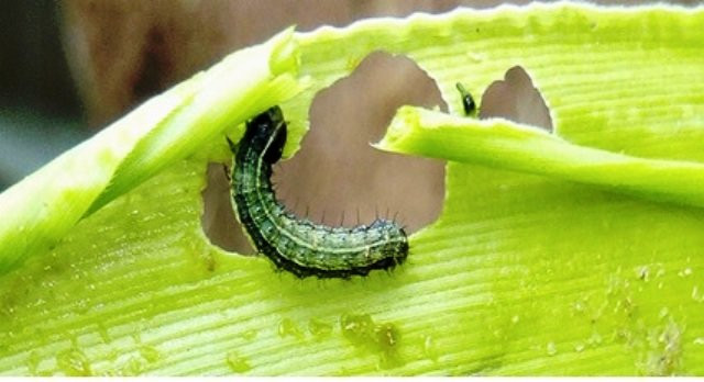 Canh bao sinh vat ngoai lai moi xuat hien o Viet Nam