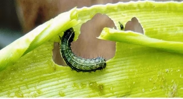 Canh bao sinh vat ngoai lai moi xuat hien o Viet Nam