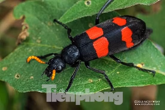 Bo 3 soc, phan kho: La lung du thu quai di nguoi Trung Quoc gom mua