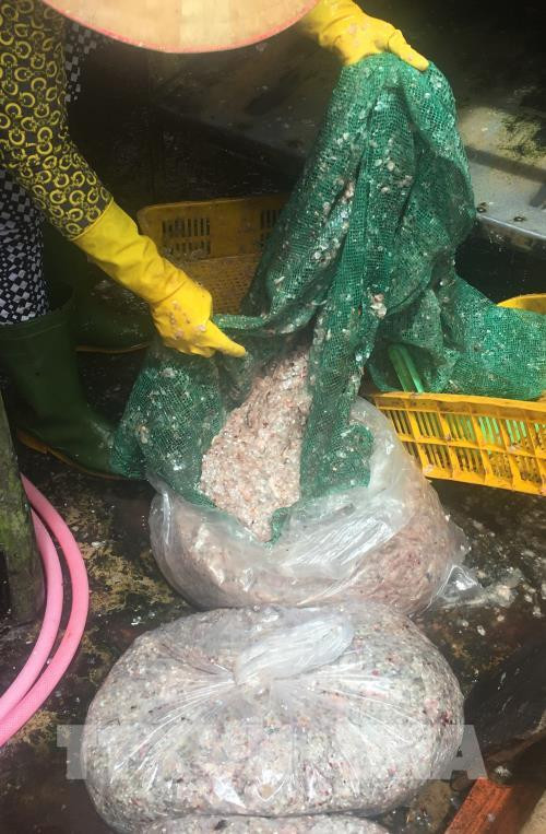 Thế nhưng, khi được hỏi có biết thương lái thu mua vảy cá chở đi đâu và làm gì thì hầu hết mọi người đều không biết. Ảnh: TTXVN.