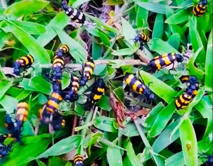 Tuy nhiên, người dân không hề biết thương lái Trung Quốc thu mua bọ 3 sọc để làm gì. Ảnh: Tintucvietnam.