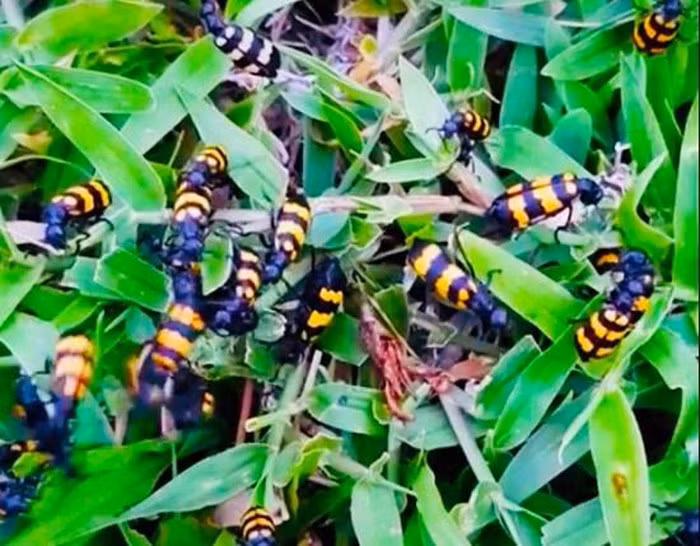 Tuy nhiên, người dân không hề biết thương lái Trung Quốc thu mua bọ 3 sọc để làm gì. Ảnh: Tintucvietnam.