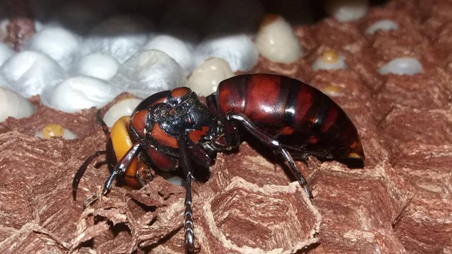 Ngoài ra, những con ong đang nuôi cũng được thu mua với giá 50.000 đồng/con. Ảnh: Zing.