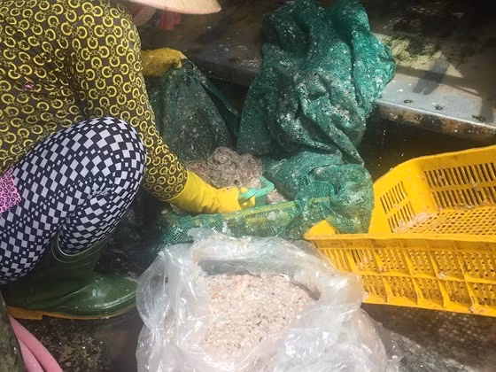 Đây không phải là lần đầu tiên thương lái Trung Quốc gom mua các mặt hàng lạ ở Việt Nam. Gần đây nhất, hồi tháng 7, nhiều thương lái đến các làng nghề làm khô ở miền Tây thu mua vảy cá lóc, cá sặc rằn - một loại phế phẩm bỏ đi. Ảnh: Baodansinh