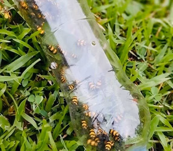 Với mức giá đắt đỏ mà thương lái Trung Quốc đang thu mua, rất có thể gây nên tình trạng người dân đổ xô nuôi bọ 3 sọc để bán lấy lời. Ảnh: Dân Việt.