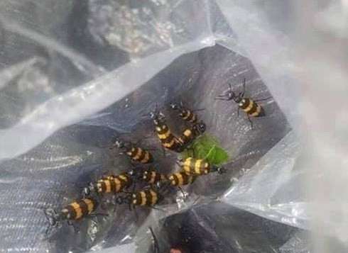 Trước tình trạng này, các chuyên gia cho biết, bọ 3 sọc là loài dịch hại phát triển ngoài đồng ruộng nên việc người dân bắt bán cho thương lái Trung Quốc không gây ảnh hưởng tới sản xuất nông nghiệp. Ảnh: Infonet.