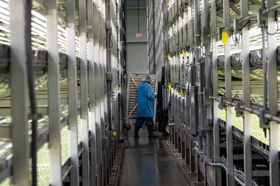 Sản lượng đánh kinh ngạc đó đến từ việc các loại cây trồng được trồng trên các khay xếp chồng lên nhau và AeroFarms áp dụng công nghệ khí canh ("aeroponics").