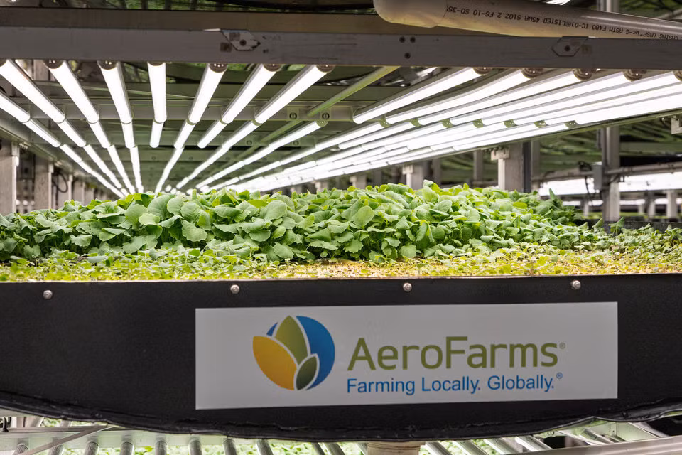 Rau xanh được trồng trong các luống, xếp từng tầng.