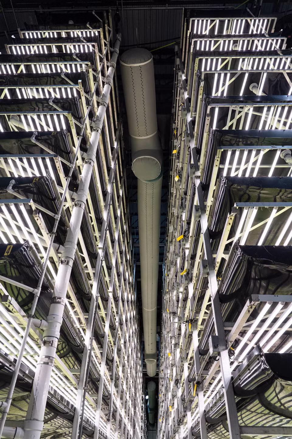 Dù diện tích nhỏ chỉ 1 mẫu Anh nhưng trang trại rau trong nhà này có thể cho sản lượng gấp khoảng 390 lần so với một trang trại bình thường cùng diện tích.