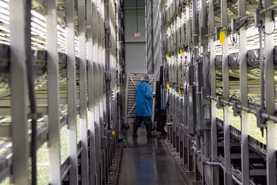 Sản lượng đánh kinh ngạc đó đến từ việc các loại cây trồng được trồng trên các khay xếp chồng lên nhau và AeroFarms áp dụng công nghệ khí canh ("aeroponics").