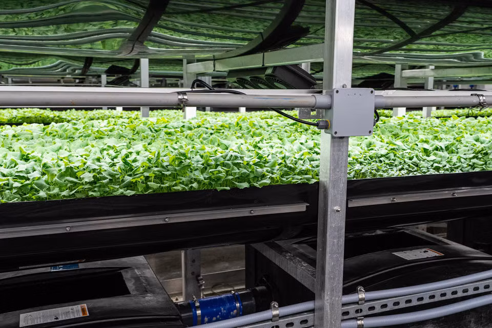 Nông trại rau sạch sử dụng nhiều giải pháp công nghệ cao để tối ưu hóa sự phát triển của cây, bao gồm cả phun sương điều khiển bằng máy tính...