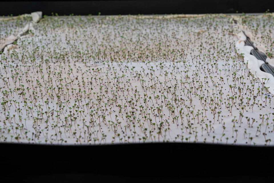 ...rồi phát triển.