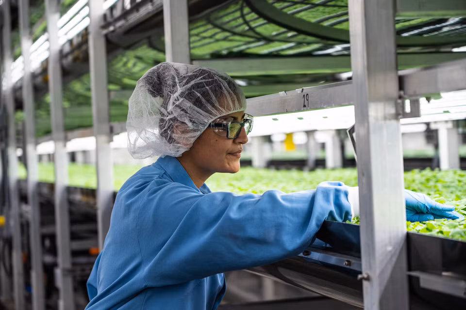 Trang trại sử dụng khoảng 150 công nhân làm việc mỗi ngày.