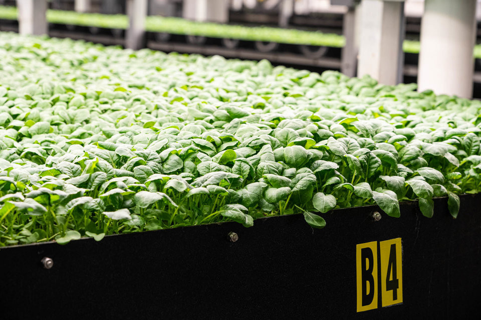 Điều đó đồng nghĩa với việc rau xanh sẽ được cung cấp nhanh hơn, đáp ứng đủ nhu cầu.