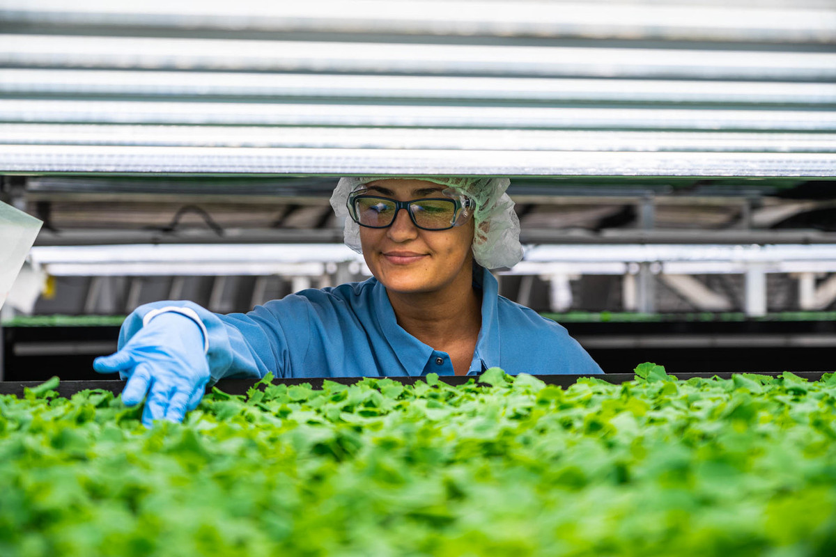 "Đẹp như trong mơ" trang trại rau xanh trong nhà của hãng hàng không Singapore Singapore Airlines luôn nằm trong top đầu những hãng hàng không có dịch vụ cao cấp bậc nhất thế giới. Năm 2017, hãng công bố dự án "từ nông trại lên máy bay", thể hiện bằng việc cung cấp nguồn rau xanh đảm bảo chất lượng từ các nông trại trong nhà, lên thẳng các chuyến bay đường dài mà không qua trung gian.