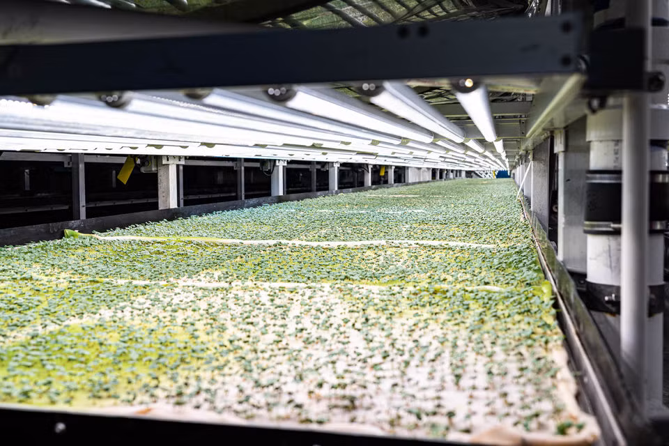 Thay vì ánh sáng mặt trời, trang trại sử dụng đèn LED phát ra ánh sáng đặc trưng để ngăn chặn sâu bệnh, tối ưu hóa các chất dinh dưỡng mà cây có được, và thậm chí kiểm soát hương vị của cây.