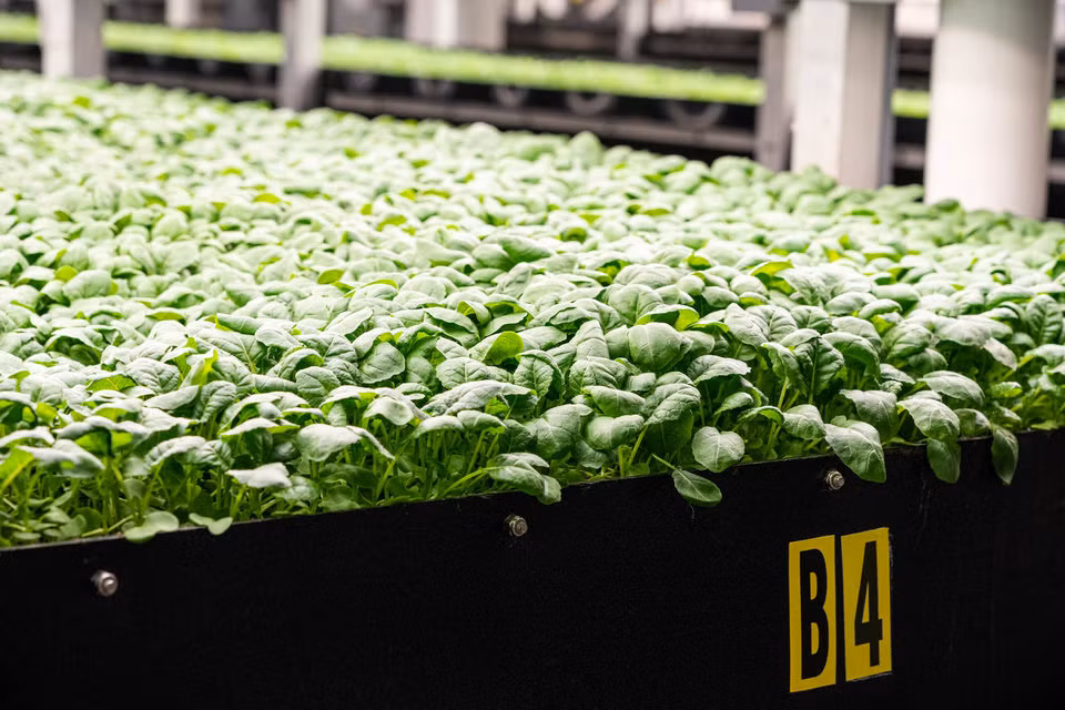 Điều đó đồng nghĩa với việc rau xanh sẽ được cung cấp nhanh hơn, đáp ứng đủ nhu cầu.