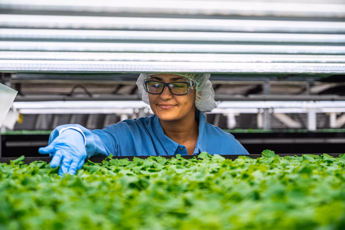 Singapore Airlines luôn nằm trong top đầu những hãng hàng không có dịch vụ cao cấp bậc nhất thế giới. Năm 2017, hãng công bố dự án "từ nông trại lên máy bay", thể hiện bằng việc cung cấp nguồn rau xanh đảm bảo chất lượng từ các nông trại trong nhà, lên thẳng các chuyến bay đường dài mà không qua trung gian.