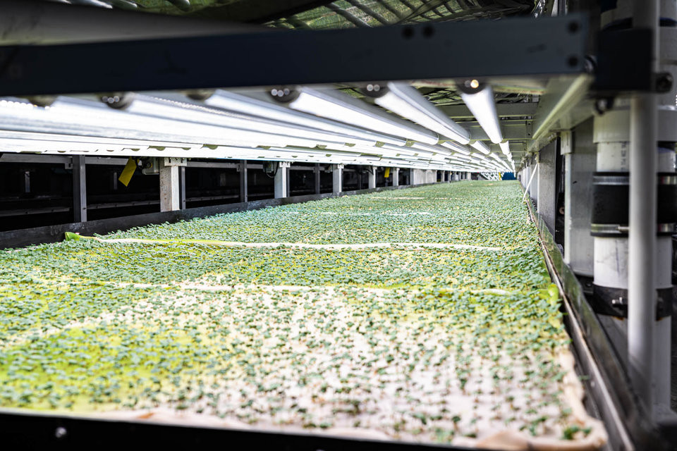 Thay vì ánh sáng mặt trời, trang trại sử dụng đèn LED phát ra ánh sáng đặc trưng để ngăn chặn sâu bệnh, tối ưu hóa các chất dinh dưỡng mà cây có được, và thậm chí kiểm soát hương vị của cây.