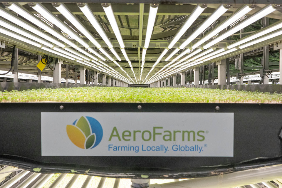 Bình thường, rau mầm cần 30 - 45 ngày mới được thu hoạch, nhưng AeroFarms chỉ mất 12 - 14 ngày.