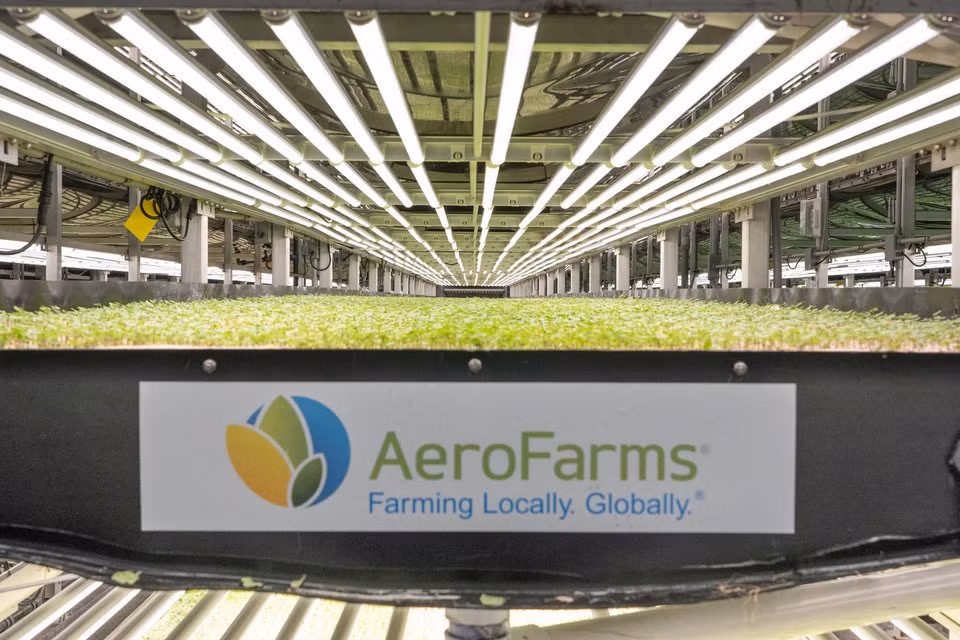 Bình thường, rau mầm cần 30 - 45 ngày mới được thu hoạch, nhưng AeroFarms chỉ mất 12 - 14 ngày.