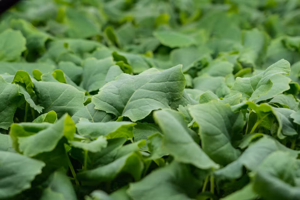 Những người ra vào nông trại được yêu cầu tháo trang sức, đeo lưới tóc, mặc áo choàng, đi găng tay... để đảm bảo không làm rau nhiễm bệnh.