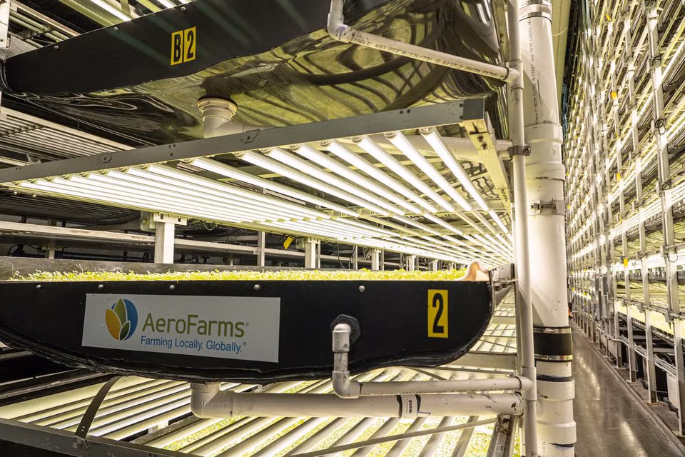 Phương pháp này sử dụng nước trong sương mù và không khí để cây phát triển trong môi trường không đất, thuốc trừ sâu, ánh sáng mặt trời hoặc cỏ dại. Hơn nữa, "aeroponics" cho phép trồng cây quanh năm, bất kể mùa nào.