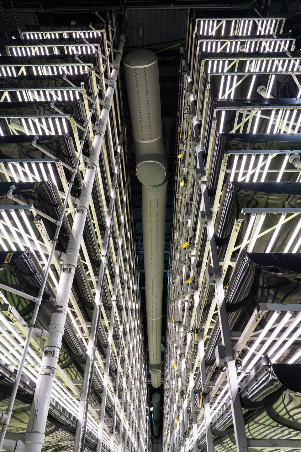 Dù diện tích nhỏ chỉ 1 mẫu Anh nhưng trang trại rau trong nhà này có thể cho sản lượng gấp khoảng 390 lần so với một trang trại bình thường cùng diện tích.