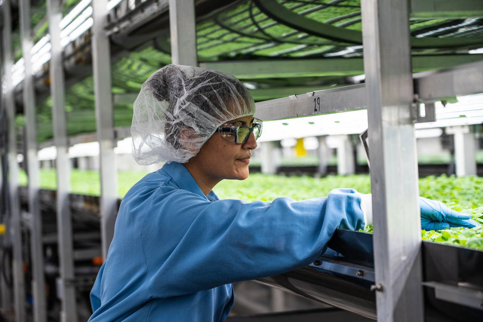 Trang trại sử dụng khoảng 150 công nhân làm việc mỗi ngày.