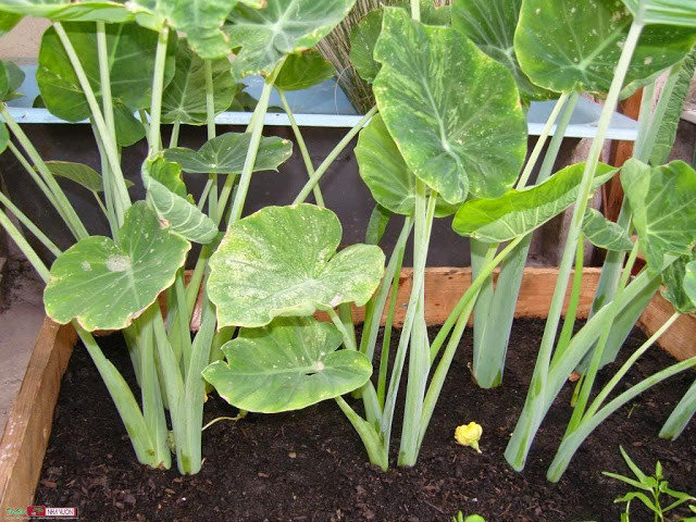 Trong khi đó, trên trang mua bán Amazon của Mỹ, một cây dọc mùng tươi bao gồm cả rễ được rao bán với giá gần 22 USD, tương đương hơn 500.000 đồng. Ảnh: Internet.