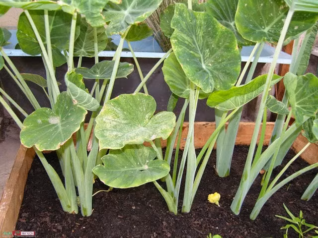 Trong khi đó, trên trang mua bán Amazon của Mỹ, một cây dọc mùng tươi bao gồm cả rễ được rao bán với giá gần 22 USD, tương đương hơn 500.000 đồng. Ảnh: Internet.