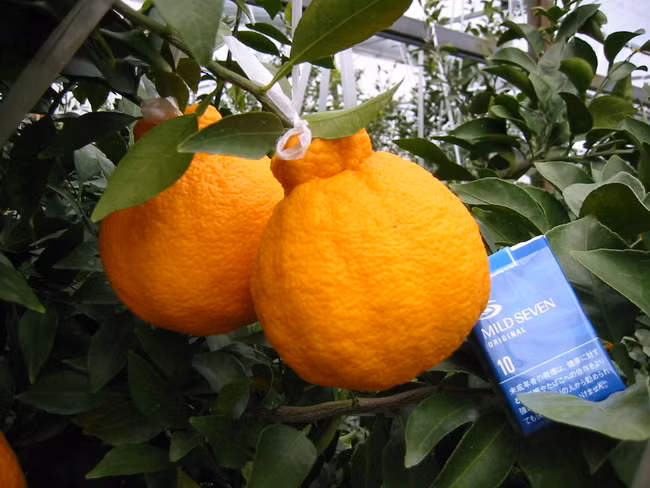 Cam Dekopon Citrus – 80 USD (1,8 triệu đồng)/quả. Những quả cam có bề ngoài hoàn toàn bình thường này được cho là loại cam ngọt nhất thế giới, với kích thước chỉ bằng một quả bóng tenis loại nhỏ.