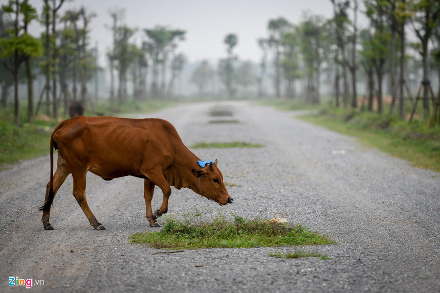 Khu đô thị được xây đường nhựa, hiện là nơi chăn thả gia súc của các hộ từng canh tác trên chính mảnh đất này.