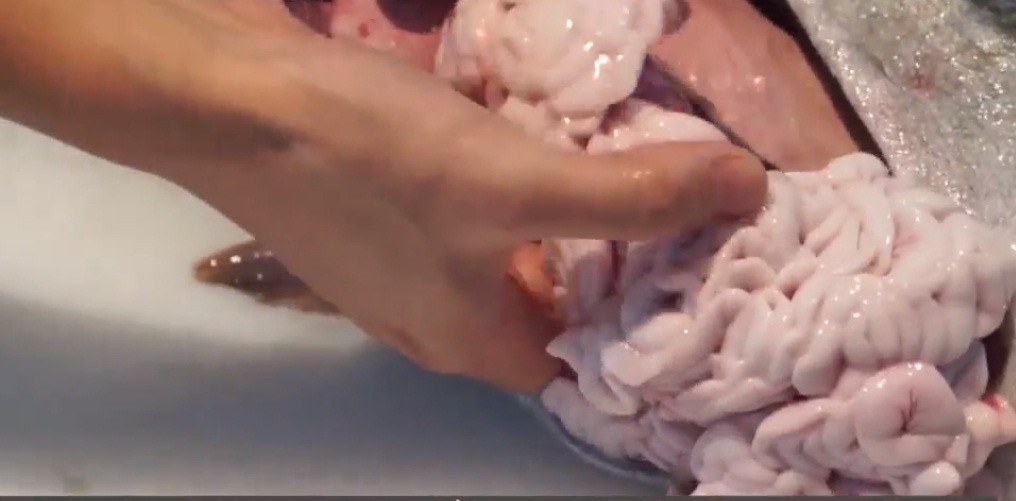 Đầu bếp phải vô cùng khéo léo để lấy bộ phận này trong những con cá biển giống đực còn tươi.