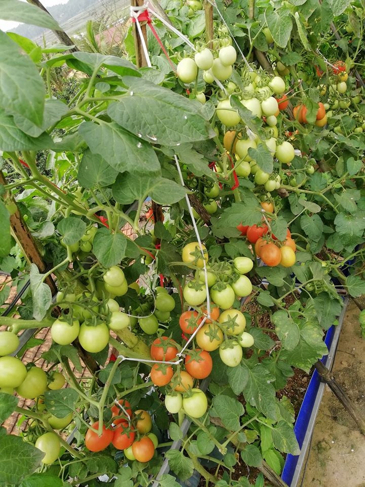 Cà chua được anh Sáng trồng trong chậu cỡ lớn. Ảnh: Vietnammoi.