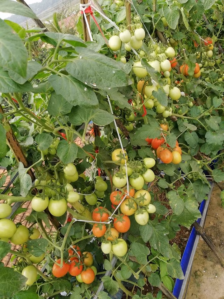 Cà chua được anh Sáng trồng trong chậu cỡ lớn. Ảnh: Vietnammoi.