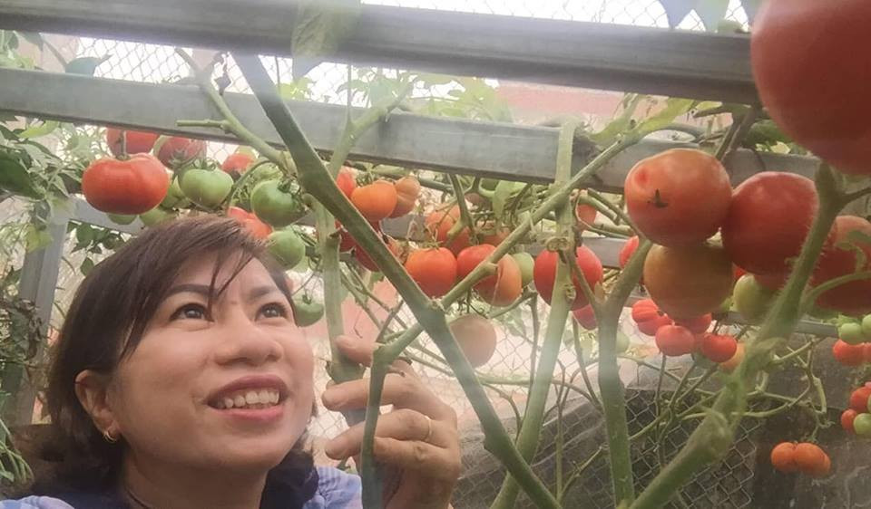 Giống cà chua chị trồng sai quả, mọng nước và trọng lượng quả khá lớn. Ảnh: FB Quách Nhịp.